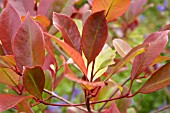 PHOTINIA X FRASERI RED ROBIN