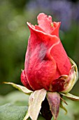 ROSA, WITH APHID