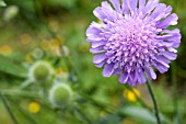 KNAUTIA ARVENSIS