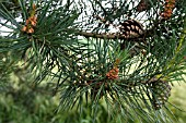 PINUS SYLVESTRIS