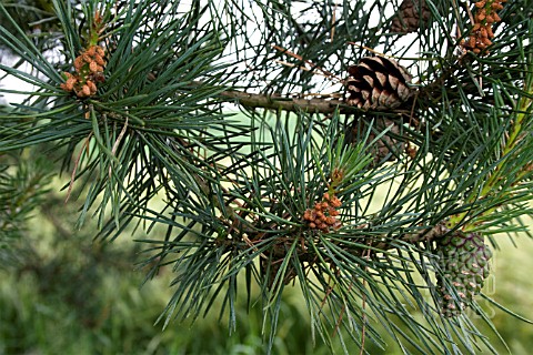 PINUS_SYLVESTRIS