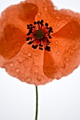 PAPAVER RHOEAS