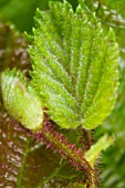 CORYLUS DETAIL