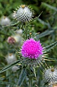 CIRSIUM VULGARE