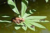 RANA TEMPORARIA, COMMON FROG