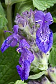 SALVIA OFFICINALIS