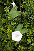 CALYSTEGIA SEPIUM (BINDWEED)