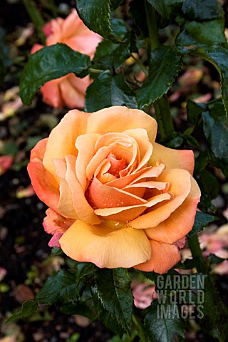 ROSA_HEART_OF_GOLD