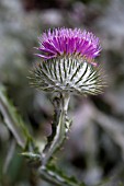 ONOPORDUM ACANTHIUM (SCOTCH THISTLE)