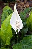 SPATHIPHYLLUM PEACE LILY