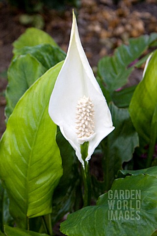 SPATHIPHYLLUM_PEACE_LILY