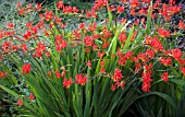 CROCOSMIA LUCIFER