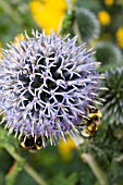 ECHINOPS VEITCHS BLUE WITH BUMBLE BEES