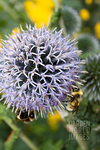 ECHINOPS_VEITCHS_BLUE_WITH_BUMBLE_BEES