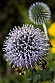 ECHINOPS VEITCHS BLUE WITH BUMBLE BEES