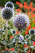 ECHINOPS VEITCHS BLUE WITH BUMBLE BEES