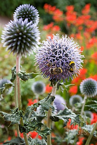 ECHINOPS_VEITCHS_BLUE_WITH_BUMBLE_BEES