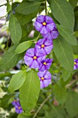 SOLANUM RANTONNETII ROYAL ROBE