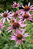 ECHINACEA PURPUREA (PURPLE CONEFLOWER)