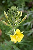 OENOTHERA BIENNIS