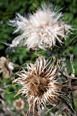 CIRSIUM VULGARE