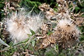 CIRSIUM VULGARE