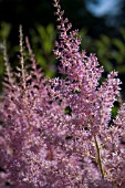 ASTILBE  (FALSE SPIREA)