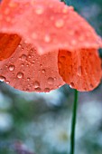 PAPAVER RHOEAS