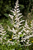 ASTILBE  (FALSE SPIREA)