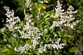 ASTILBE  (FALSE SPIREA)