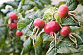 ROSA CANINA (DOG ROSE) ROSE HIPS