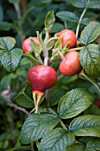 ROSA CANINA (DOG ROSE) ROSE HIPS