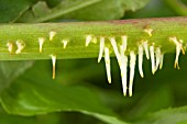 STEM ROOT PROPAGATION