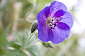 GERANIUM PRATENSE (MEADOW CRANES BILL)