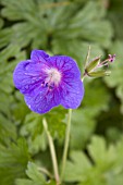 GERANIUM PRATENSE (MEADOW CRANES BILL)