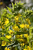 LYSIMACHIA VULGARIS (YELLOW LOOSESTRIFE)