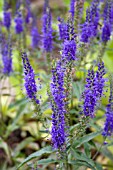 VERONICA SPICATA (SPIKED SPEEDWELL)