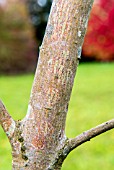 ACER CAPPADOCICUM AUREUM AGM