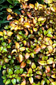 COPROSMA PINA COLADA