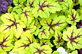 X HEUCHERELLA STOPLIGHT