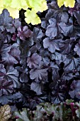 HEUCHERA OBSIDIAN