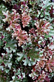 HEUCHERA CRIMSON CURLS