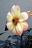 DAHLIA MYSTIC HAZE