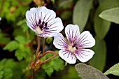 GERANIUM WALLICHIANUM CRYSTAL LAKE PBR