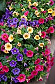 CALIBRACHOA CELEBRATION CARNIVAL MIXED (MINI PETUNIA)