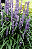 LIRIOPE MUSCARI INGWERSEN