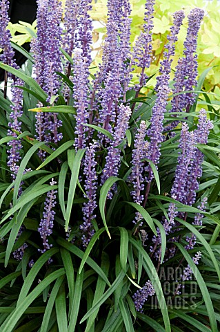 LIRIOPE_MUSCARI_INGWERSEN