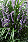 LIRIOPE MUSCARI MONEYMAKER