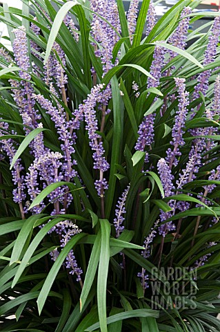 LIRIOPE_MUSCARI_MONEYMAKER