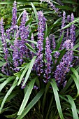 LIRIOPE MUSCARI ROYAL PURPLE